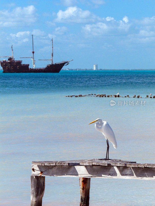 码头上的白鹭与海盗船和坎昆，加勒比岛Isla Mujeres，墨西哥